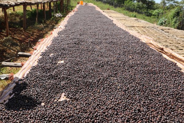 Egu Abaya Diima-3